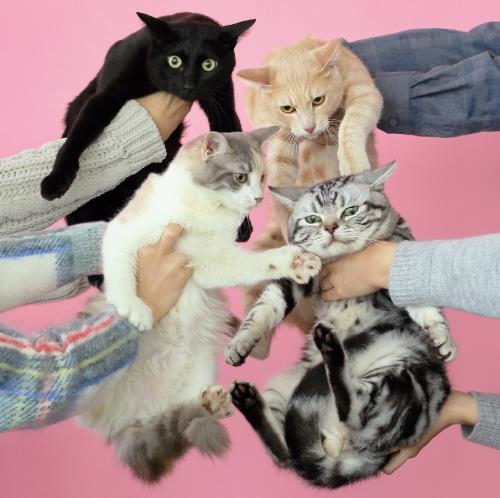 きのこ帝国「ねことアレルギー」 ジャケット写真、 アーティスト写真